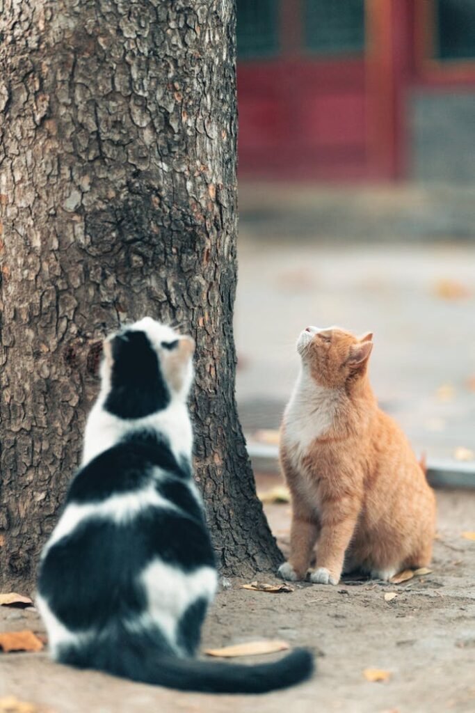 Two curious cats, one black and white and the other orange, look up at a tree in Beijing, China.