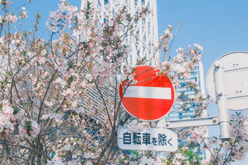 Cherry blossoms surround a no entry sign in Sumida City, Tokyo, against a bright sky.